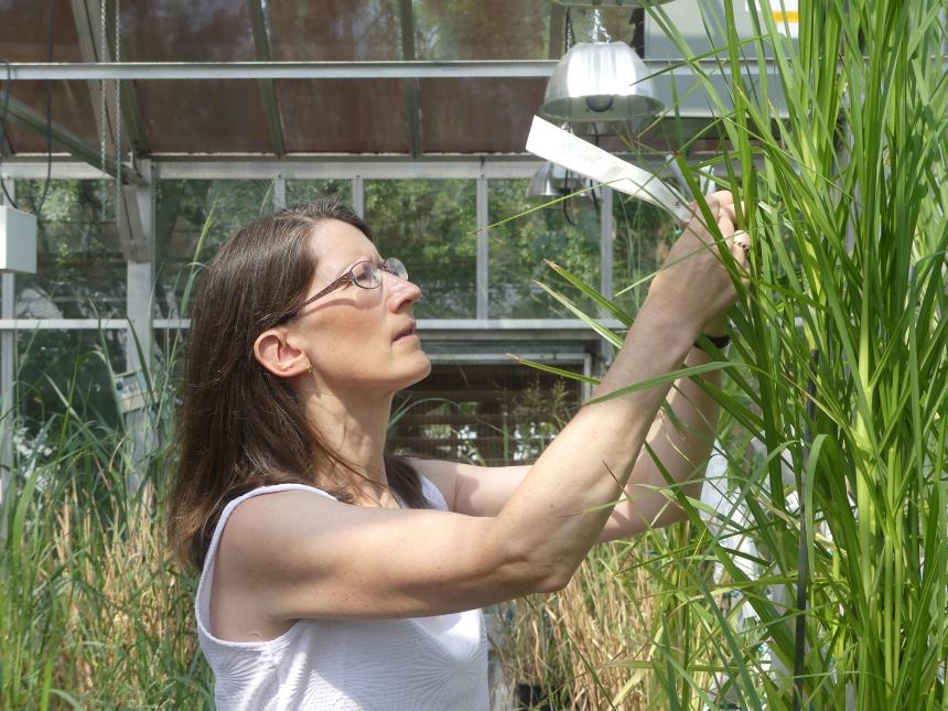 Katrien Devos examining grasses in a greenhouse