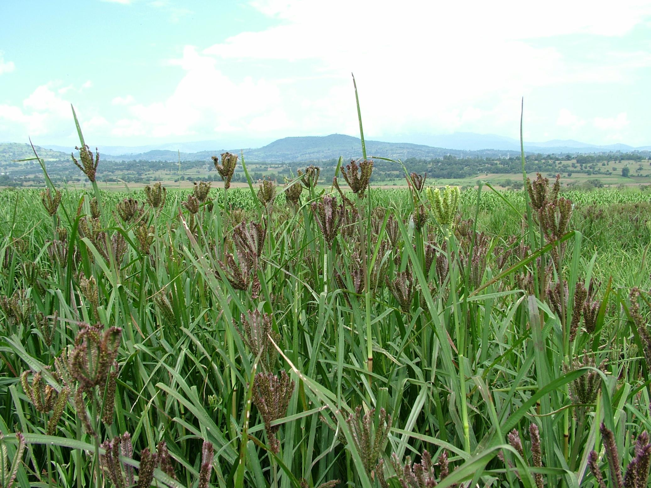 A field of finger millet growing against a mountain landscape