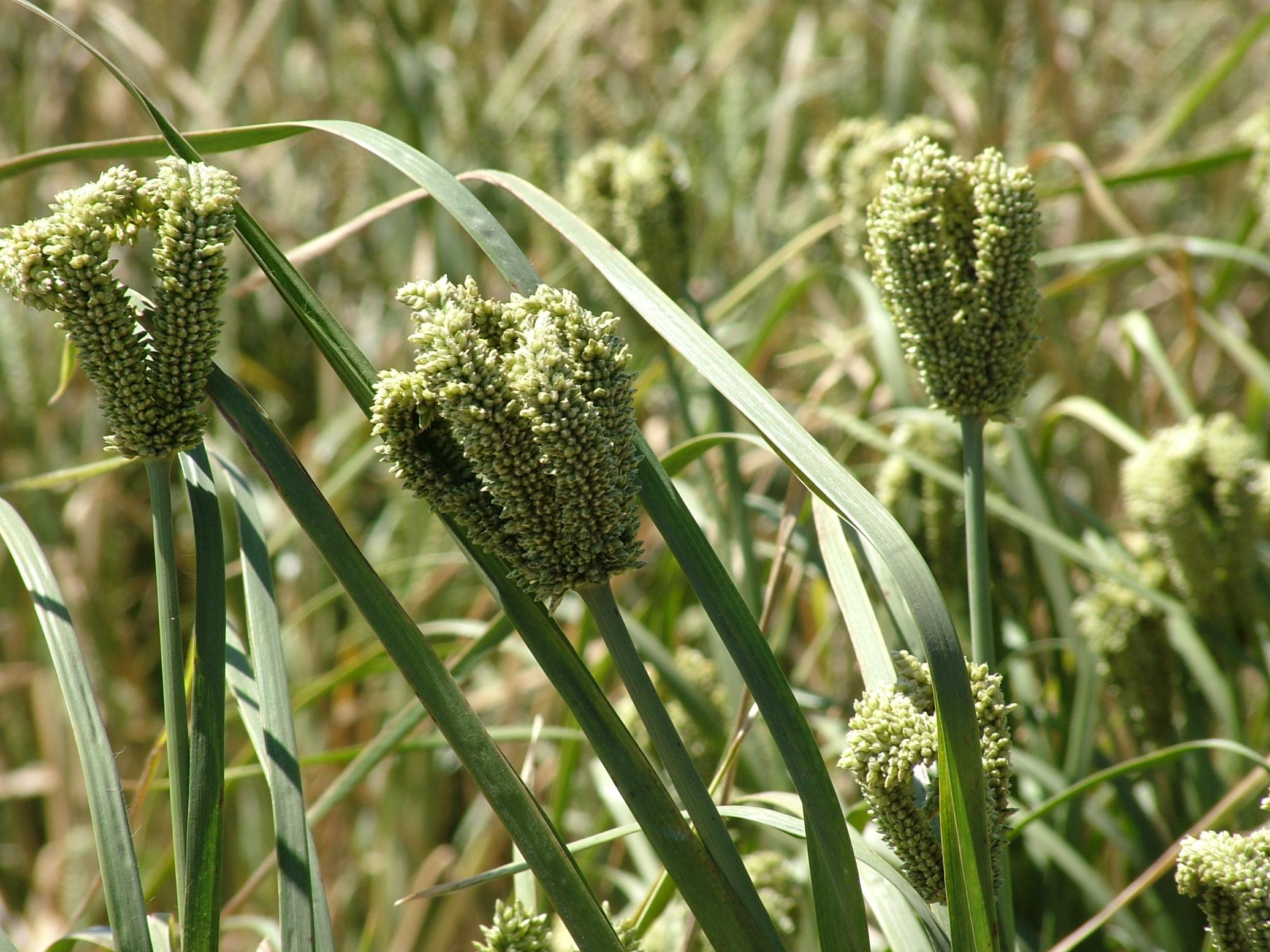 Close view of developing finger millet panicles